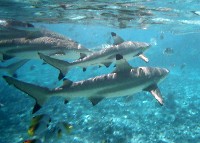 sharks