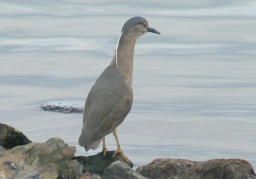Ushuaia Strange seabird on the shores of Ushuaia - January 2010