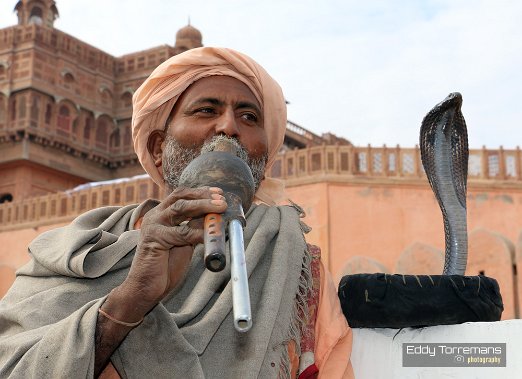 Snake charming Snake charming is the practice of appearing to hypnotize a snake (often a cobra) by playing and waving around an instrument called a pungi. January 11, 2020