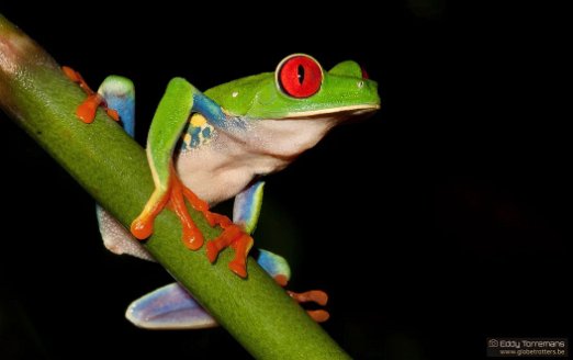 Agalychnis Callidryas The red eyed frog or the Agalychnis Callidryas is a very beautiful green frog and can usually be spotted at any nocturnal hike through the rainforest of Costa...