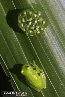 Glass Frog with eggs. Glass Frog (Centrolenidae family) with eggs at the La Fortuna National Park. November 21, 2021