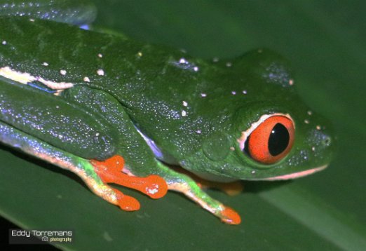Red Eyed Tree frog A Red Eyed Tree frog on a leaf in the rainforest of Tortuguero. November 19, 2021