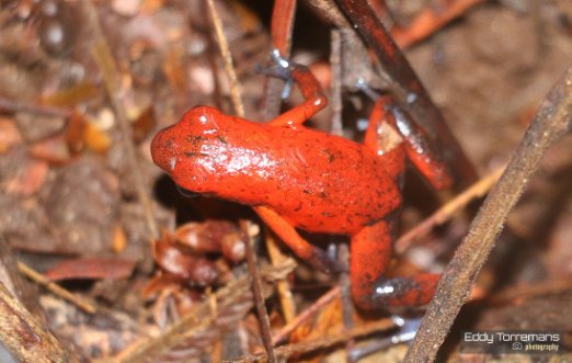 Dart frog A Dart frog (Dendrobatidae family) in the National Park of Tortuguero. November 20, 2021