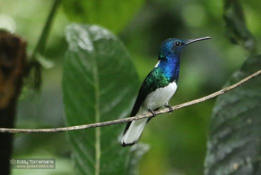Mindo Cloud Forest On of the many different colibris I spotted at Milpe Bird Sanctuary - December 8, 2021