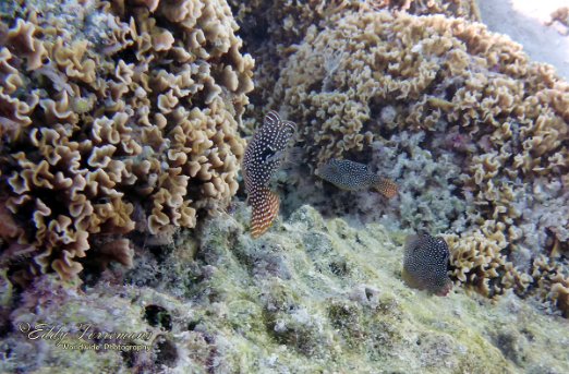 French Polynesia 2017 French Polynesia is an outstanding destination if you like picture-postcard beaches, an amazing array of sealife and beautiful vahines. During this trip around...