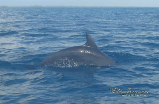 Rangiroa On the way back from a day excursion to Reef Island, I spotted this dolphin following us next to the boat. May 31, 2017