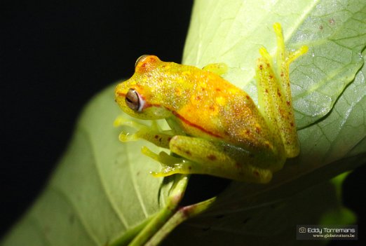 Amazon - Iquitos Beautiful Hypsiboas Tree Frog photographed at the Amazon Jungle near Iquitos - December 13, 2021
