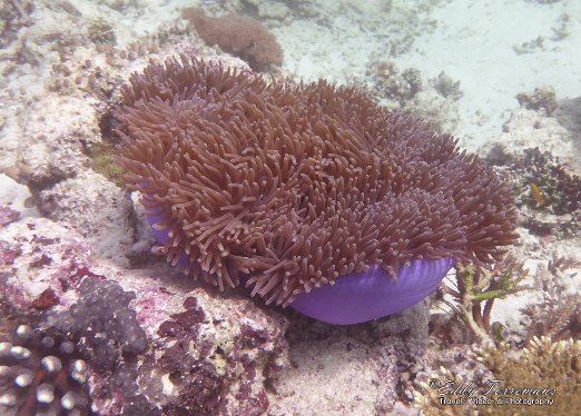 House Reef-1 Very rare blue coral found at the house reef of Sawinggarai. Raja Ampat - Indonesia - january 2016