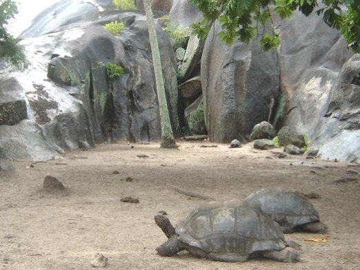 Giant Tortoises The Seychelles are home to a number of giant tortoises - Seychelles - August 2006