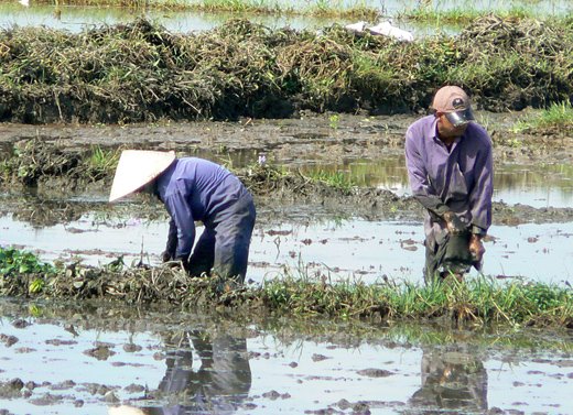Danang Farming - Danang - December 2012
