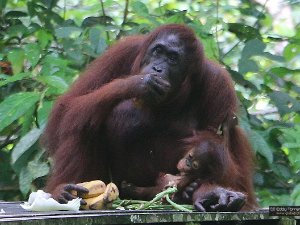 Borneo - 2024 Kinabitangan River exploration